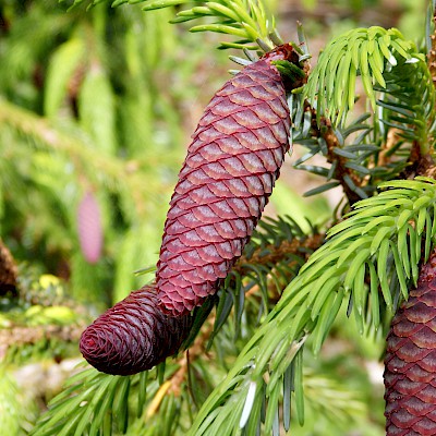 Growing and caring for Conifers - Master Gardeners - MCBG Corp. 2023 | Fort  Bragg, California