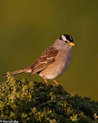 White-crowned Sparrow gallery image
