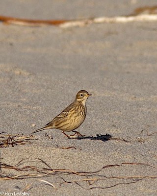 American Pipit gallery image