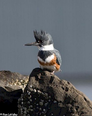 Belted Kingfisher gallery image