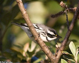 Black-throated Gray Warbler gallery image