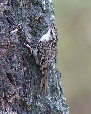 Brown Creeper gallery image