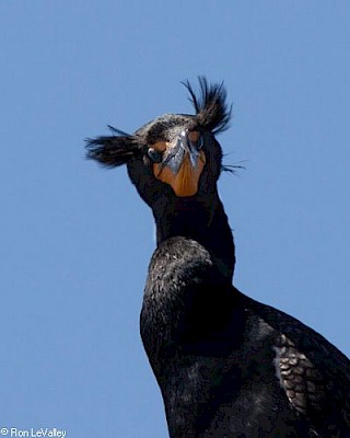 Double-crested Cormorant gallery image