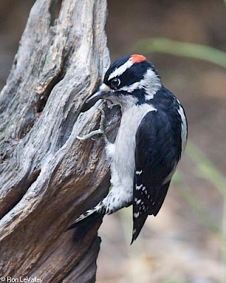 Downy Woodpecker gallery image
