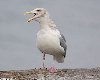 Glaucous-winged Gull (adult) gallery image