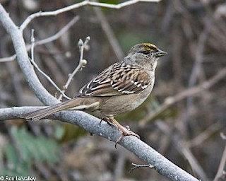 Golden-crowned Sparrow gallery image