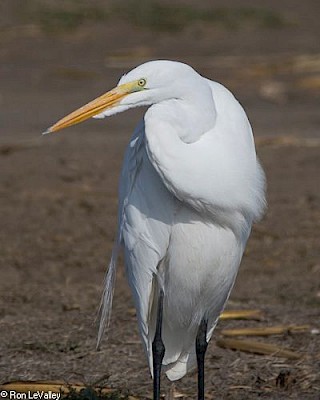Great Egret gallery image