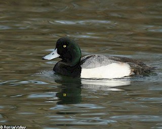 Greater Scaup gallery image