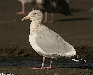 Herring Gull gallery image