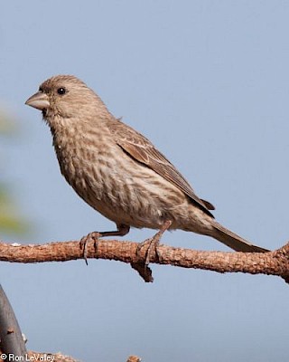 House Finch (female) gallery image
