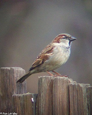House Sparrow gallery image
