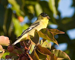 Lesser Goldfinch (male) gallery image