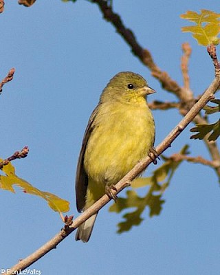 Lesser Goldfinch (female) gallery image