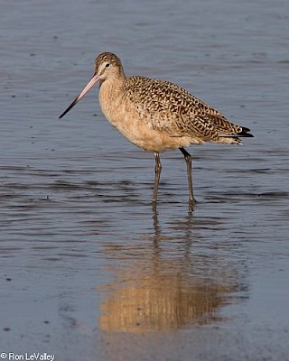 Marbled Godwit gallery image