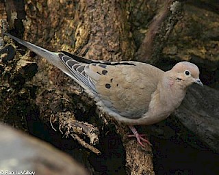 Mourning Dove gallery image
