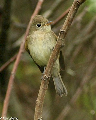 Pacific Slope Flycatcher gallery image