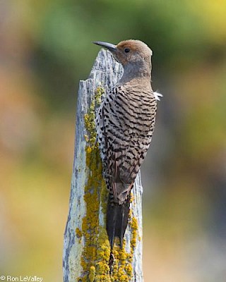 Red-shafted Flicker (female) gallery image