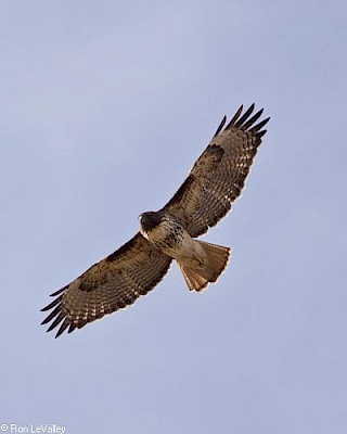 Red-tailed Hawk (in flight) gallery image