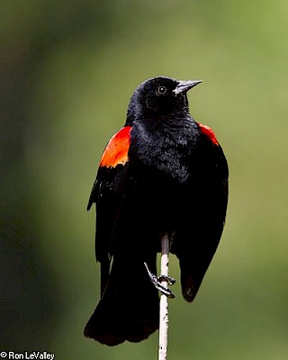 Red-winged Blackbird (male) gallery image