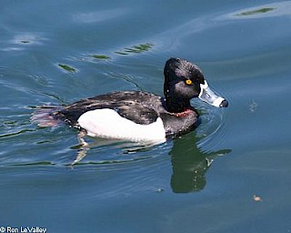 Ring-necked Duck (male) gallery image