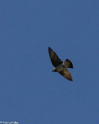 Rough-winged Swallow gallery image