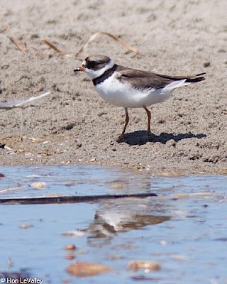 Semipalmated Plover (adult) gallery image