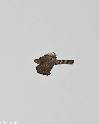 Sharp-shinned Hawk (in flight) gallery image