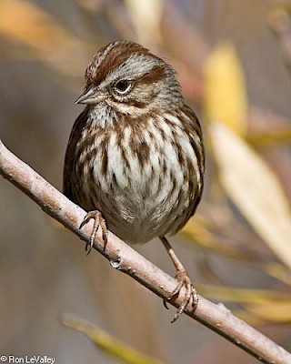 Song Sparrow gallery image