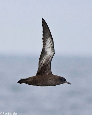 Sooty Shearwater gallery image