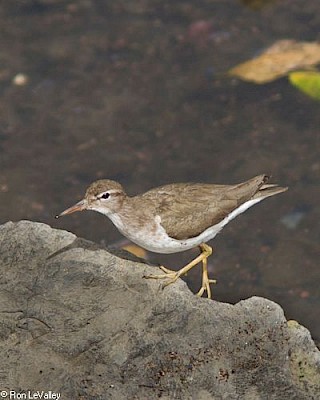 Spotted Sandpiper gallery image