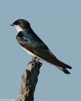 Tree Swallow gallery image