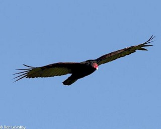 Turkey Vulture (in flight) gallery image