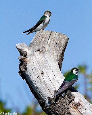 Violet-green Swallow gallery image