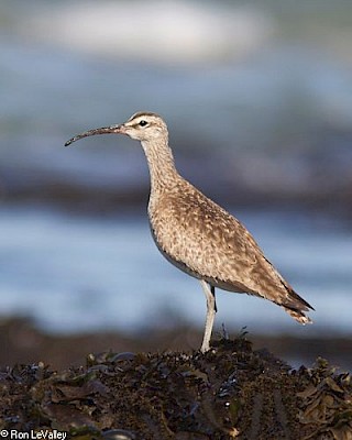 Whimbrel gallery image