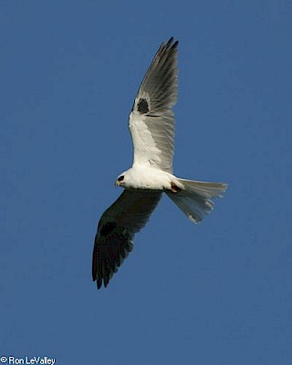 White-tailed Kite gallery image
