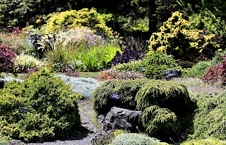 Dwarf conifers add texture to the Perennial Garden gallery image