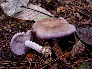 Clitocybe nuda, blewit gallery image