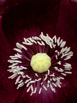 Poppy species gallery image