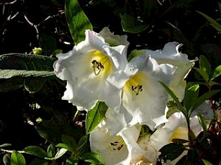 Rhododendron nutallii x lindleyi gallery image