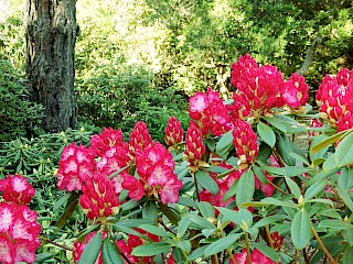 Rhododendron maesie gallery image