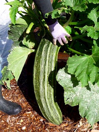 Zucchini out of control! gallery image