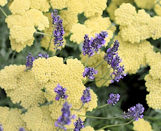 Medicinal herbs - lavender and yarrow gallery image