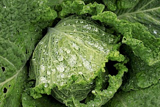Savoy cabbage gallery image