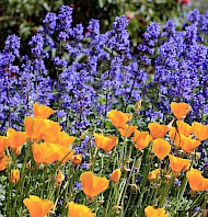 thumbnail Nepeta ‘Blue Wonder’ and Eschscholzia californica in the MCBG Perennial Garden