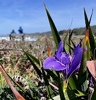 thumbnail Native Plants & Natural Areas