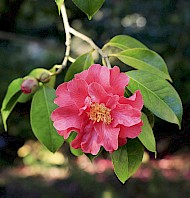 thumbnail Camellia japonica 