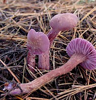 thumbnail Laccaria amethysteo occidentalis