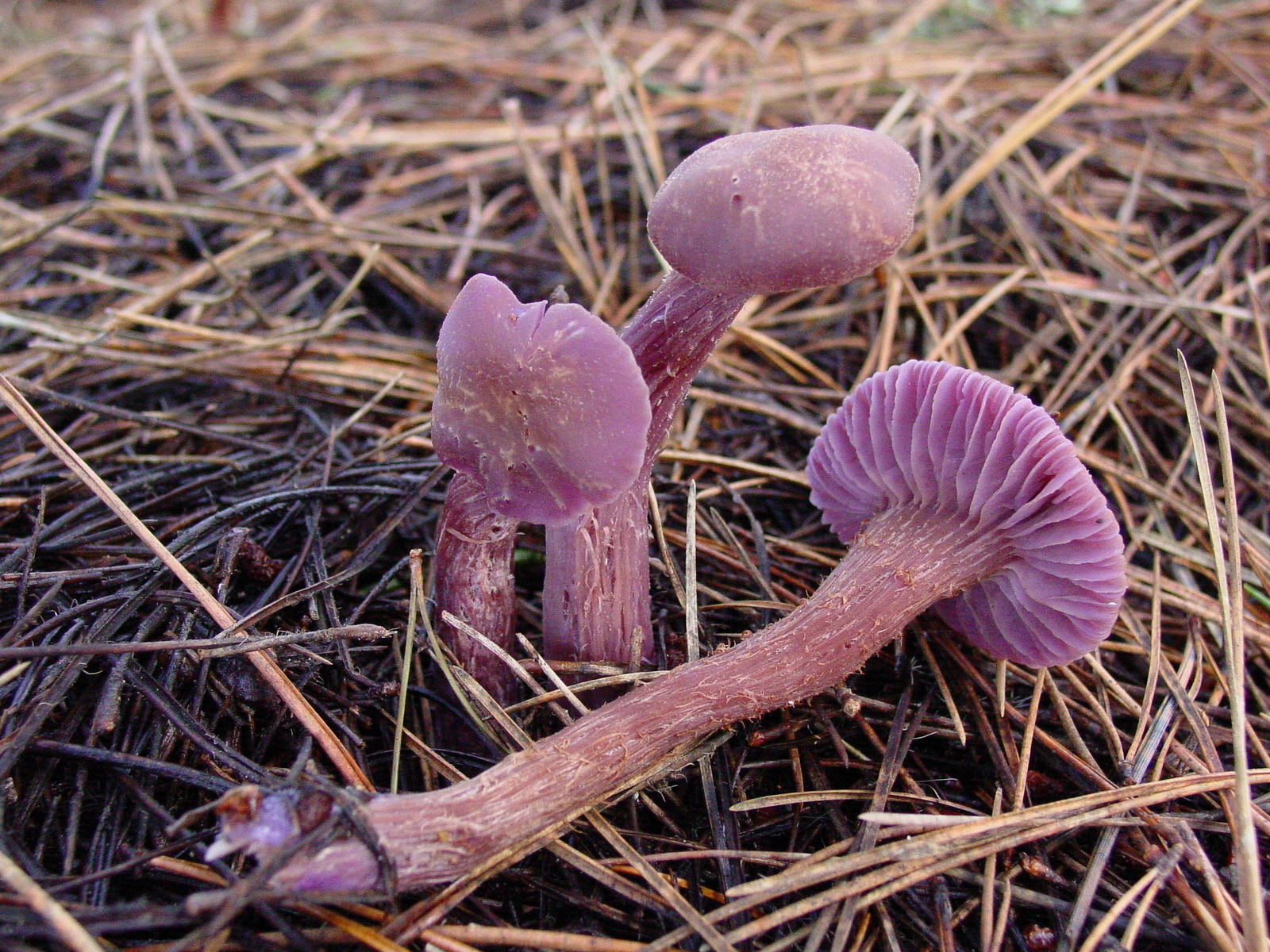 Wild Mushrooms Collections Mcbg Inc 2019 Fort Bragg California.