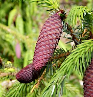 thumbnail Picea orientalis 