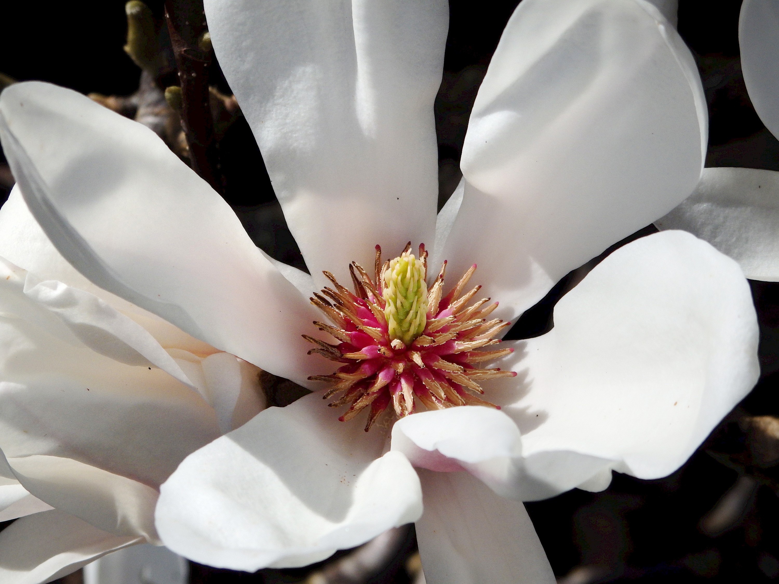 Magnolia Collection - Collections - MCBG Corp. 2023 | Fort Bragg, California